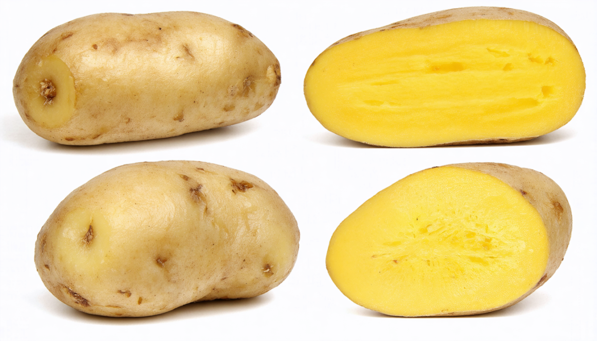 découvrez tout sur les calories de la pomme de terre : un guide complet pour comprendre son apport énergétique et apprendre à bien l'intégrer dans votre alimentation.